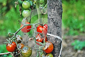 Tomatoes disease
