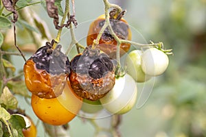 Tomatoes disease. Phytophthora Infestans. Late blight or potato blight. photo