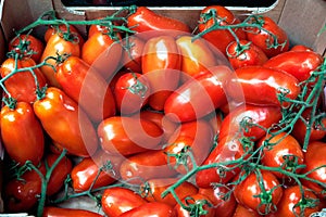 Tomatoes on display at Borough Market