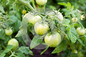 Tomatoes in Farm