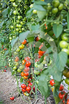 Tomatoes in the field