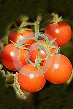 Tomatoes at the field