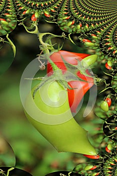 Tomatoes with fractal rendering