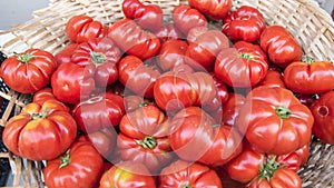 Heritage tomatoes fresh harvested from Grower in Tuscany