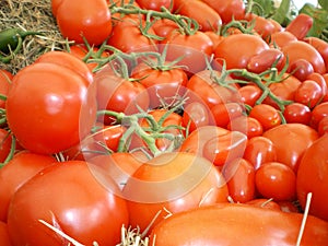 Tomatoes fresh organic