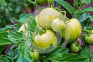 Tomatoes. Fruits on the bush ripen with water drops