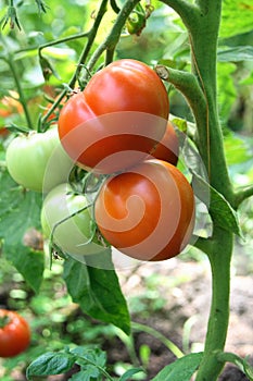 Tomatoes in a garden