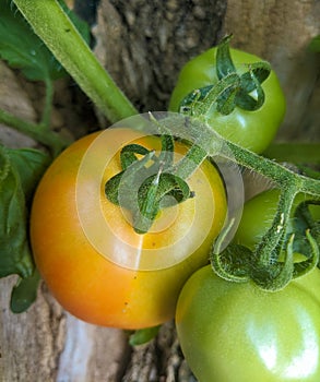 Tomatoes in the garden