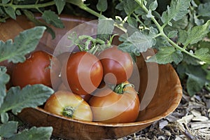 Tomatoes in Garden