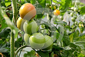 Tomatoes in the garden