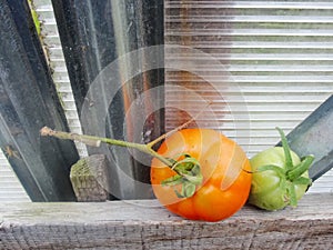 Tomatoes in the garden greenhouse.