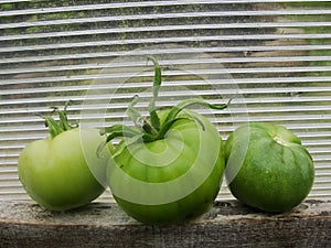 Tomatoes in the garden greenhouse.