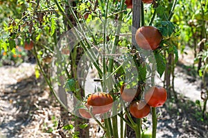 Tomatoes in the garden.