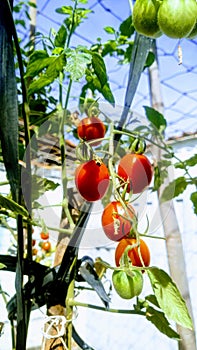 Tomatoes on the garden photo