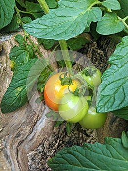 Tomatoes in the garden