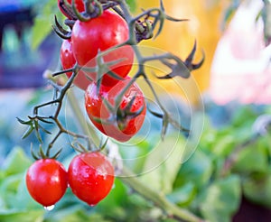 Tomatoes in the garden,Vegetable garden