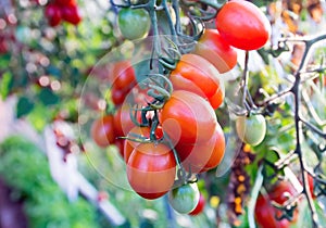 Tomatoes in the garden,Vegetable garden