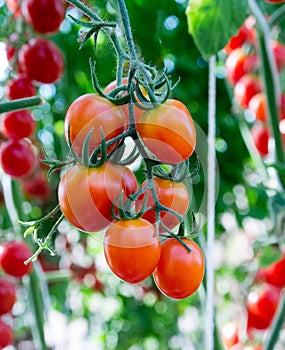 Tomatoes in the garden,Vegetable garden