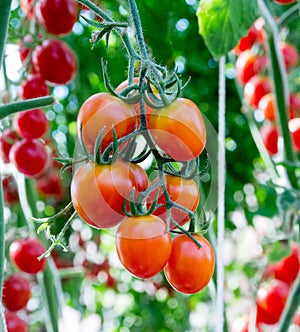 Tomatoes in the garden,Vegetable garden