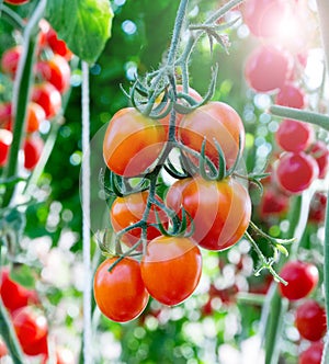 Tomatoes in the garden,Vegetable garden