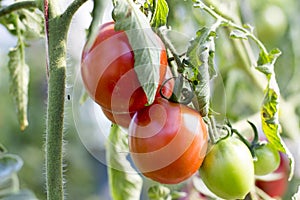 Tomatoes in the garden,Vegetable garden with plants of red tomatoes, growing on a garden. Red tomatoes growing on a branch.