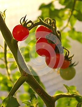 Tomatoes in the garden,Vegetable garden with plants of red tomatoes. Ripe Tomato plant growing in greenhouse. Tasty red heirloom t