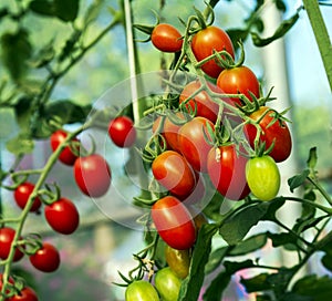 Tomatoes in the garden,Vegetable garden with plants of red tomatoes. Ripe tomatoes on a vine, growing on a garden. Red tomatoes gr