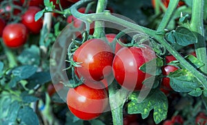 Tomatoes in the garden,Vegetable garden with plants of red tomatoes. Ripe tomatoes on a vine, growing on a garden. Red tomatoes gr