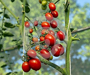 Tomatoes in the garden,Vegetable garden with plants of red tomatoes. Ripe tomatoes on a vine, growing on a garden. Red tomatoes gr