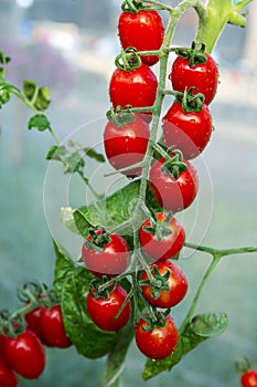 Tomatoes in the garden,Vegetable garden with plants of red tomatoes. Ripe tomatoes on a vine, growing on a garden. Red tomatoes gr