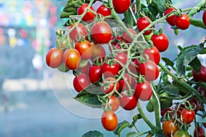 Tomatoes in the garden,Vegetable garden with plants of red tomatoes. Ripe tomatoes on a vine, growing on a garden. Red tomatoes gr