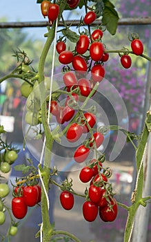 Tomatoes in the garden,Vegetable garden with plants of red tomatoes. Ripe tomatoes on a vine, growing on a garden. Red tomatoes gr