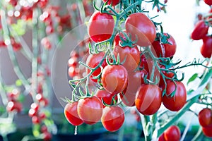 Tomatoes in the garden,Vegetable garden with plants of red tomatoes. Ripe tomatoes on a vine, growing on a garden. Red tomatoes gr