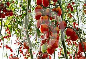 Tomatoes in the garden,Vegetable garden with plants of red tomatoes. Ripe tomatoes on a vine, growing on a garden. Red tomatoes gr