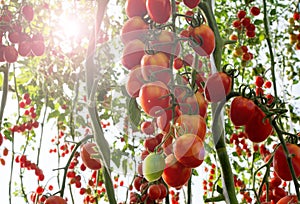 Tomatoes in the garden,Vegetable garden with plants of red tomatoes. Ripe tomatoes on a vine, growing on a garden. Red tomatoes gr