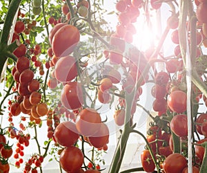 Tomatoes in the garden,Vegetable garden with plants of red tomatoes. Ripe tomatoes on a vine, growing on a garden. Red tomatoes gr