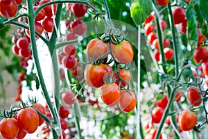 Tomatoes in the garden,Vegetable garden with plants of red tomatoes. Ripe tomatoes on a vine, growing on a garden. Red tomatoes gr