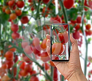 Tomatoes in the garden,Vegetable garden with plants of red tomatoes. Ripe tomatoes on a vine, growing on a garden. Red tomatoes gr