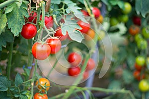 Tomatoes in garden, Vegetable gardening