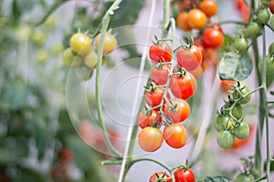 Tomatoes in garden, Vegetable gardening