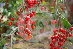 Tomatoes in garden, Vegetable gardening