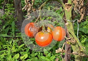 Tomatoes get sick by late blight. Close up on Phytophthora infestans is an oomycete that causes the serious tomatoes disease know photo