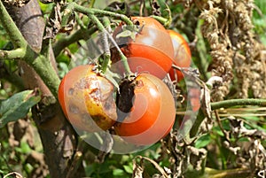 Tomatoes get sick by late blight. Close up on Phytophthora infestans is an oomycete that causes the serious tomatoes disease photo