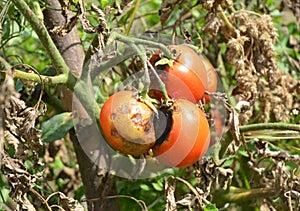 Tomatoes get sick by late blight or Phytophthora. Close up on Phytophthora infestans is an oomycete that causes the serious tomato photo