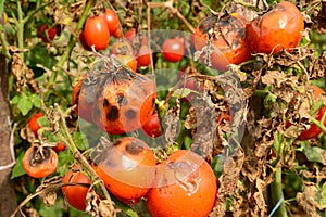 Tomatoes get sick by late blight. Phytophthora infestans photo