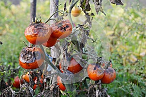 Tomatoes get sick by late blight. Phytophthora infestans photo