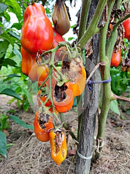 Tomatoes gone rotten after some infected with some disease