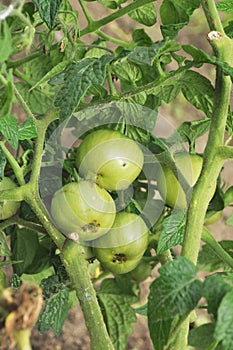 Tomatoes green on bushes