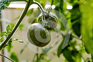 Tomatoes of green colored ripen on a branch in the greenhouse, close-up