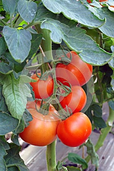 Tomatoes in greenhouse